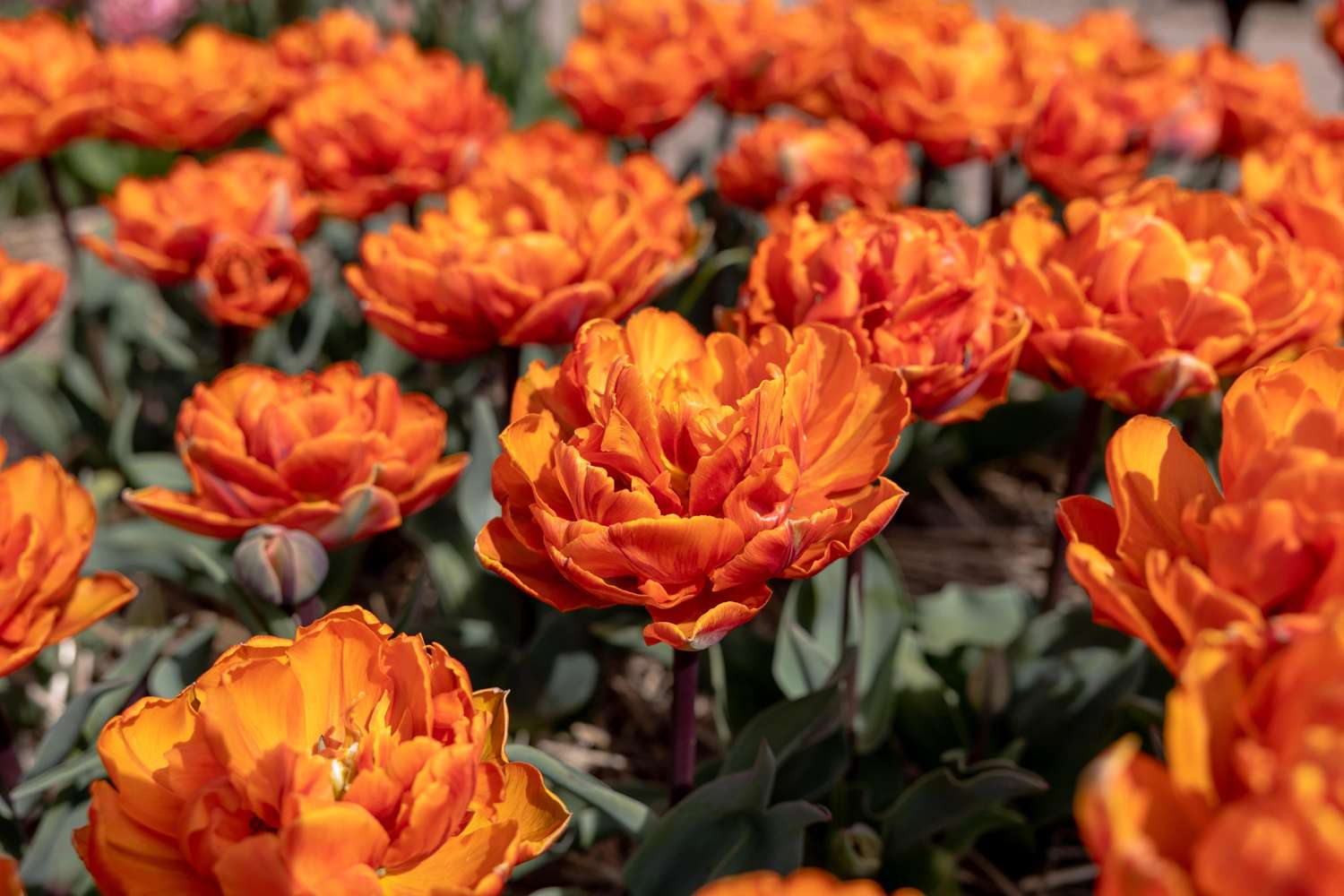 Tulppaani 'Orange Princess'